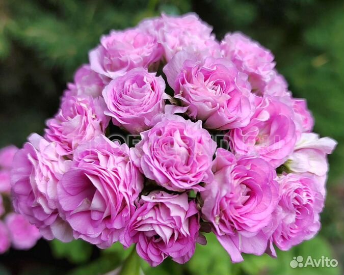 Пеларгония Ю Мерлезон 2