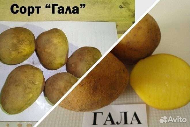 Семенной картофель гала