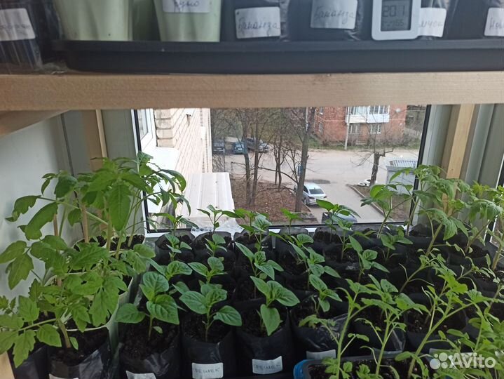 Продаю рассаду перцев и томатов