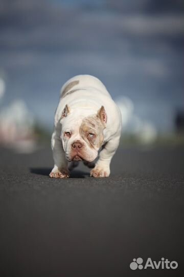 Американский булли микро