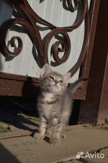 Котята в добрые руки мальчики