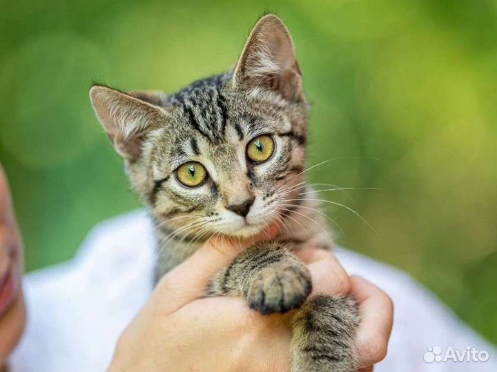 Котенок девочка в дар