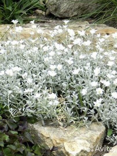 Ясколка; вербейник: саженцы, почвопокровники