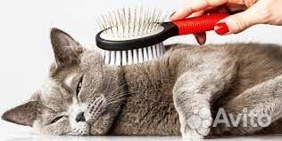 Приму к себе в гости (на передержку) кошек