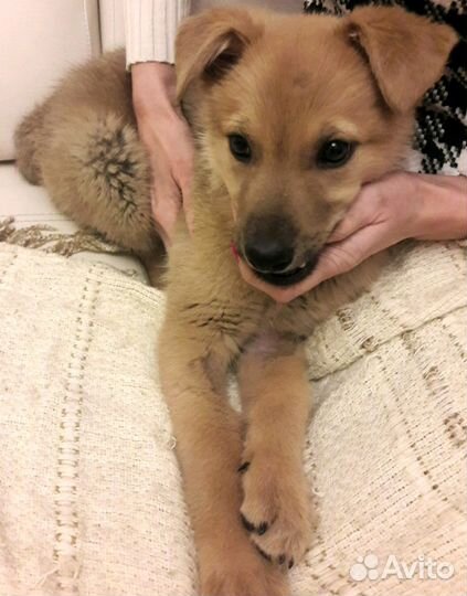 Золотко в дар