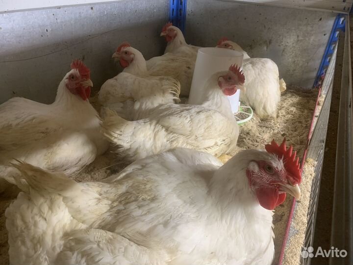 Куры бройлеры