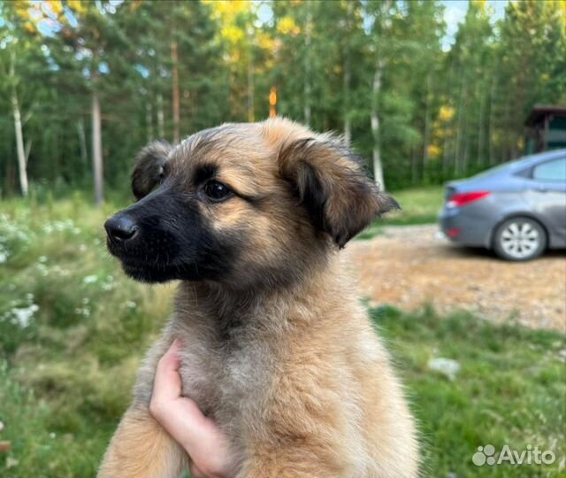 Щеночков в добрые руки