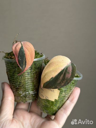 Сциндапсус Маяри