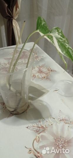 Монстера вариегатная альба