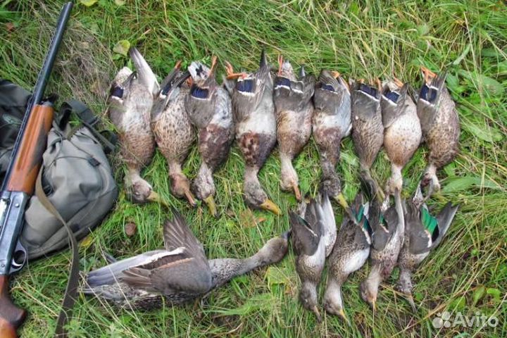 Мясо утки дикой