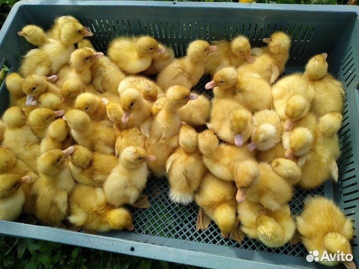 Утята бройлерные Sk-6 оптом и в розницу