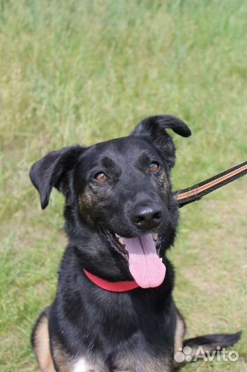 Чудесная Гера тоскует в клетке