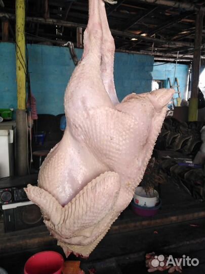 Мясо индюка