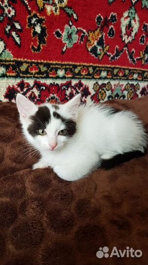 Отдам бесплатно