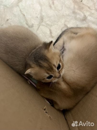 Золотая шиншила котята