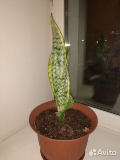 Цветок в офис