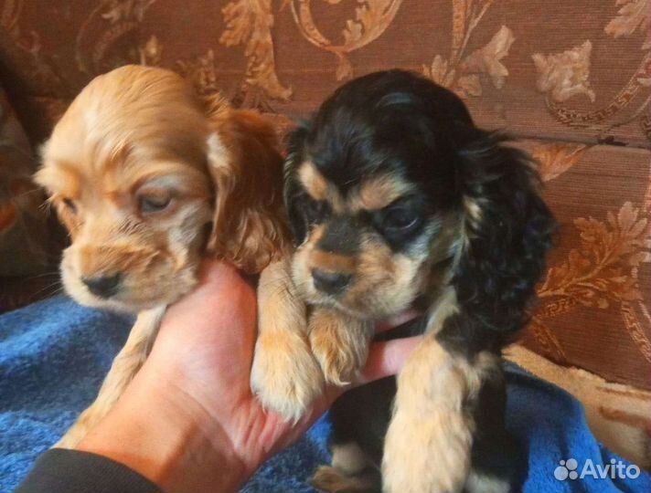 Американский Кокер спаниель