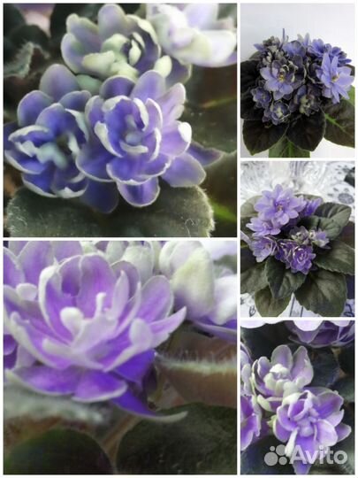 Фиалки акционные наборы