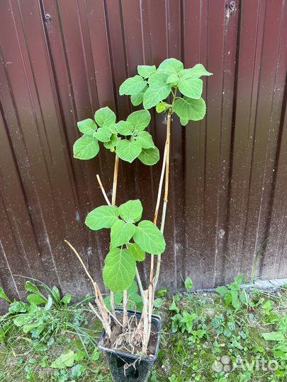 Гортензия белая древовидная