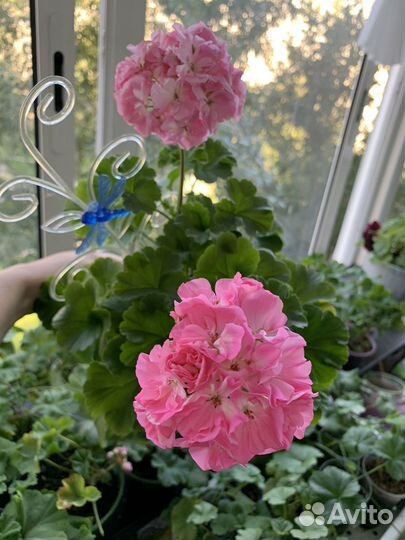 Пеларгония герань