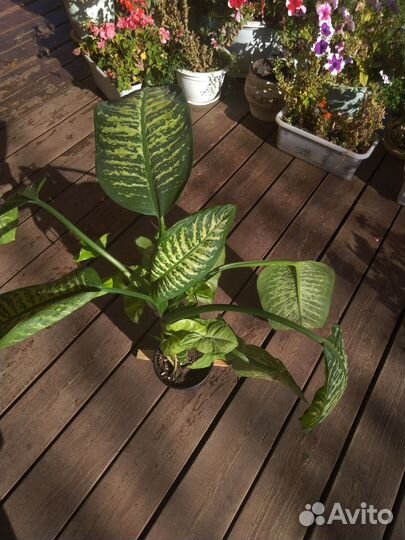 Диффенбахия