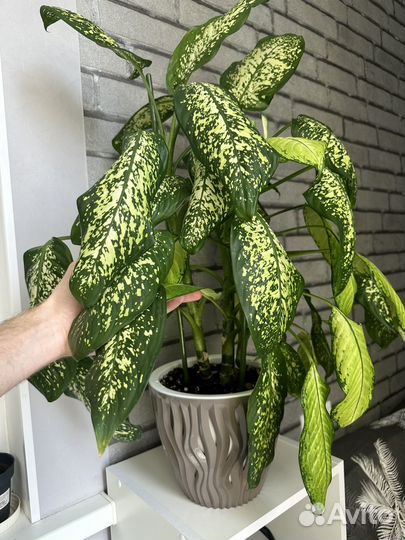 Диффенбахия, традесканция, фикус, эпипремнум и тд