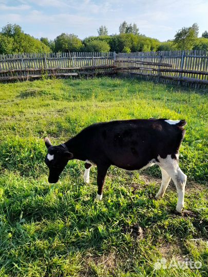 Телка 5 месяцев