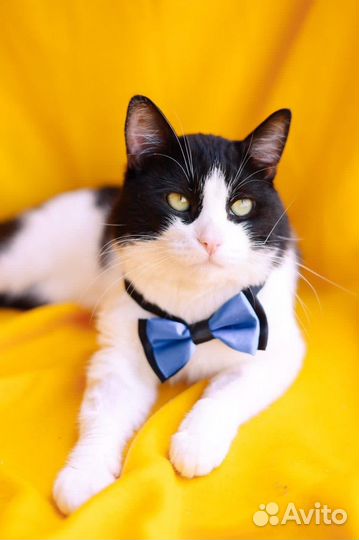 Кот Барон ищет свою семью