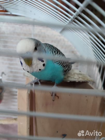 Волнистый попугай с клеткой