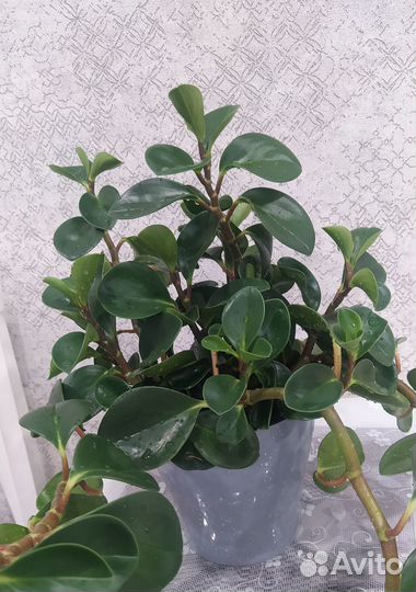 Комнатные цветы