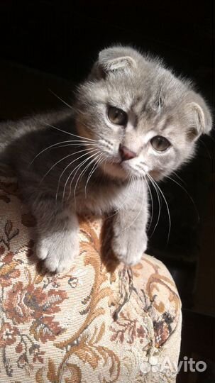 Котики и кошечки и котята