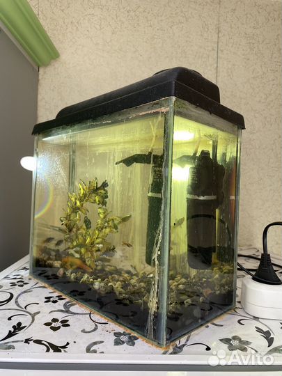 Аквариум с рыбками