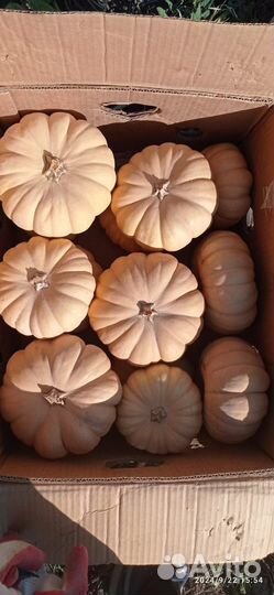 Тыква Отам краун