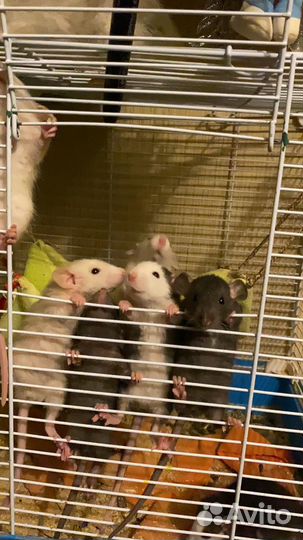 Крысята дамбо