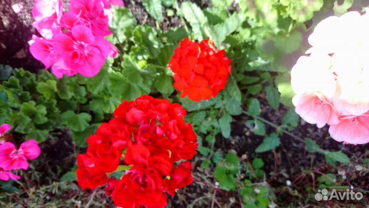 Пеларгония герань