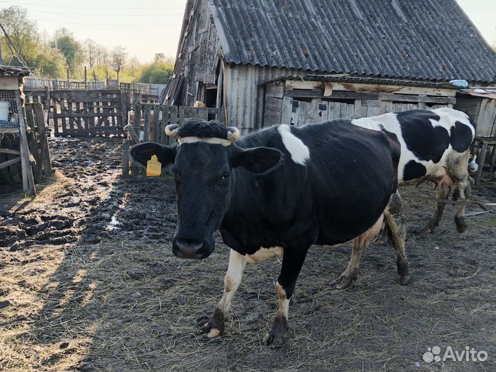 Корова дойная, овцы, бараны, ягнята
