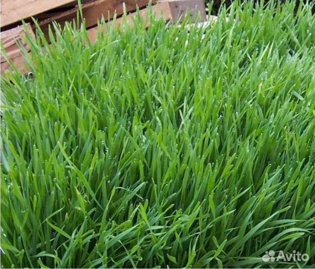 Семена мятлика