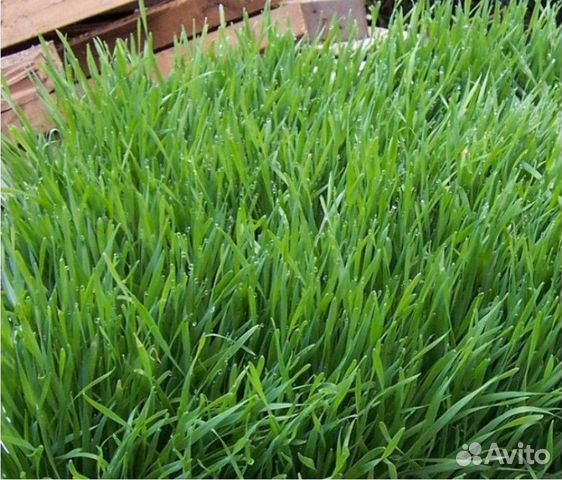 Семена мятлика