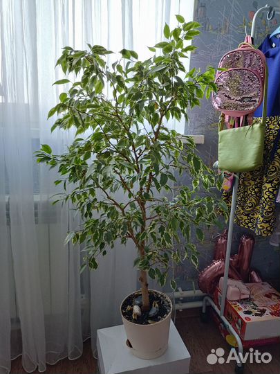 Фикус бенджамина пестролистный