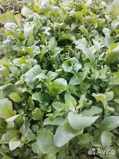 Зелень дачная