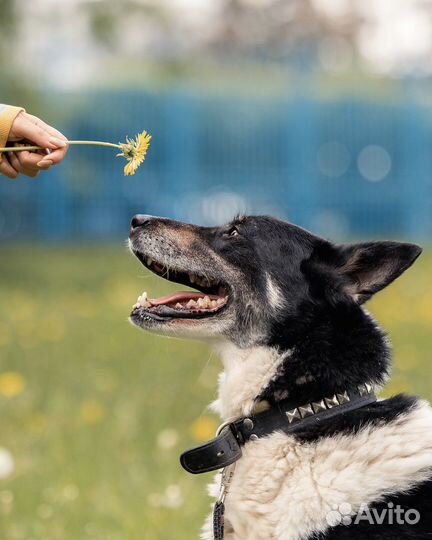 Геркулес - красивый пёс ищет дом