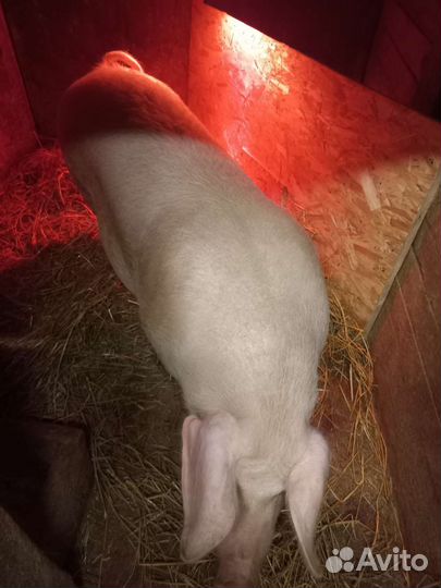 Порося русская белая