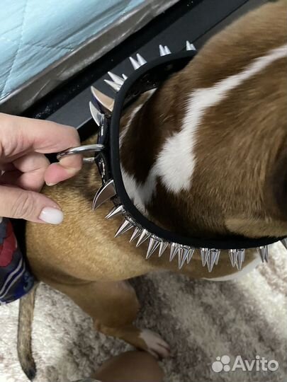 Ошейник для собак