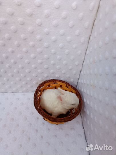 Кролик мини карликовый.доставка