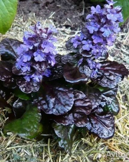 Живучка ползучая