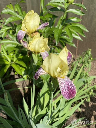 Ирисы сортовые