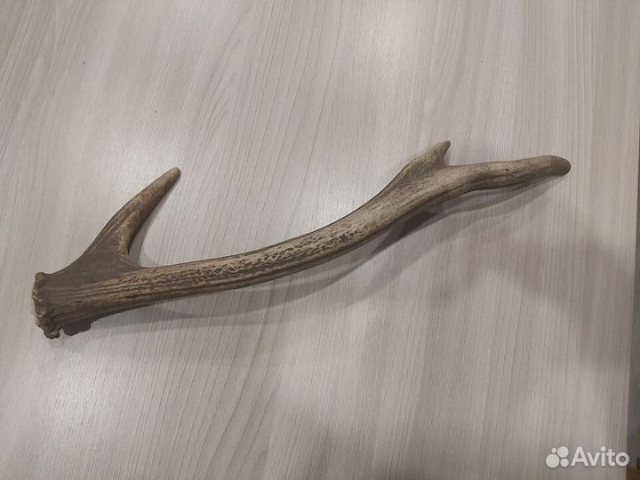 Предлагаю Рог