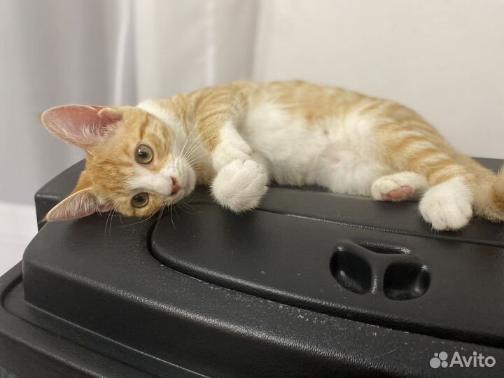 Золотинка ищет дом