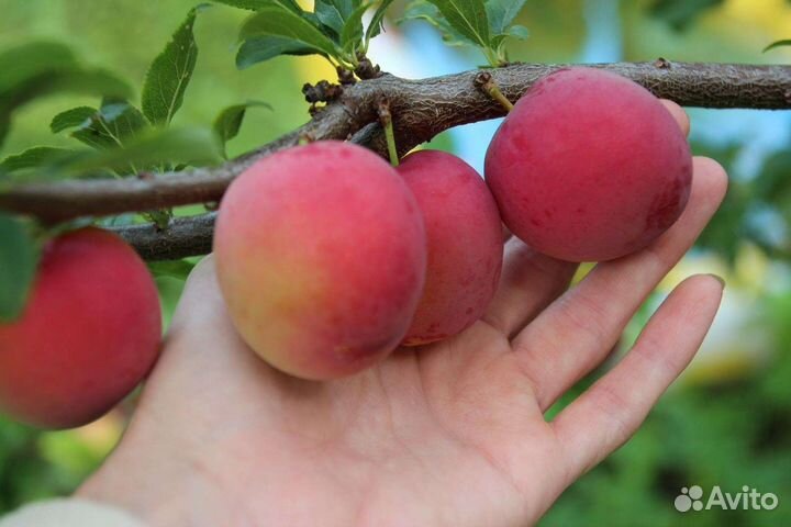Алыча Путешественница саженцы