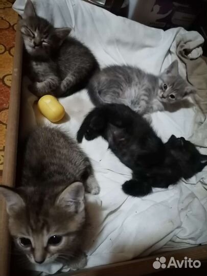 Котята в добрые руки